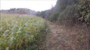 Кабан в кукурузе.