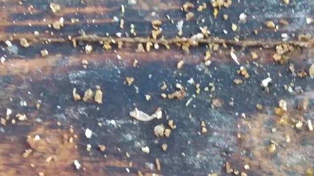 Опять появились клещи.Мочим их маслом полыни. смотреть онлайн