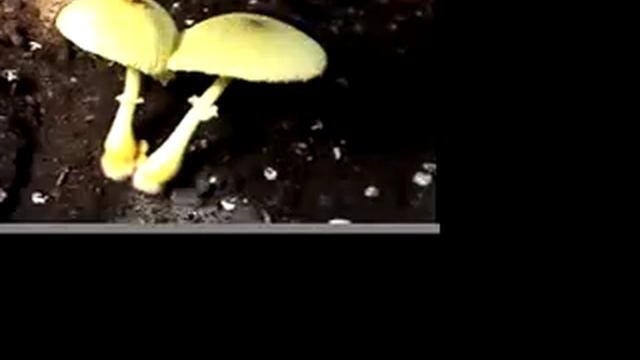 Mushroom Movie