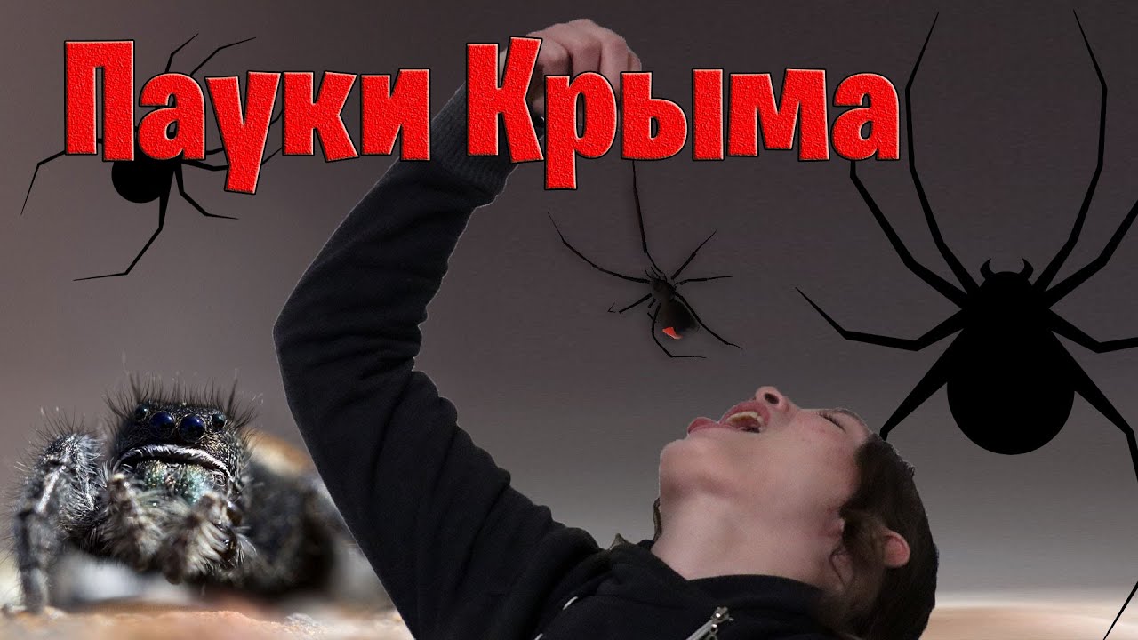 Опасные пауки Крыма: каракурт, погребной паук, эрезус, стеатода Пайкулля и южнорусский тарантул смотреть онлайн