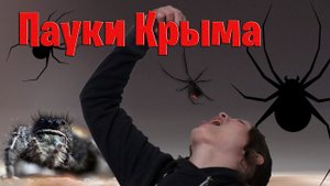Опасные пауки Крыма: каракурт, погребной паук, эрезус, стеатода Пайкулля и южнорусский тарантул