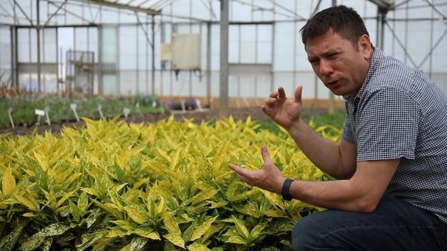 Aucuba Japonica Golden Girl смотреть онлайн