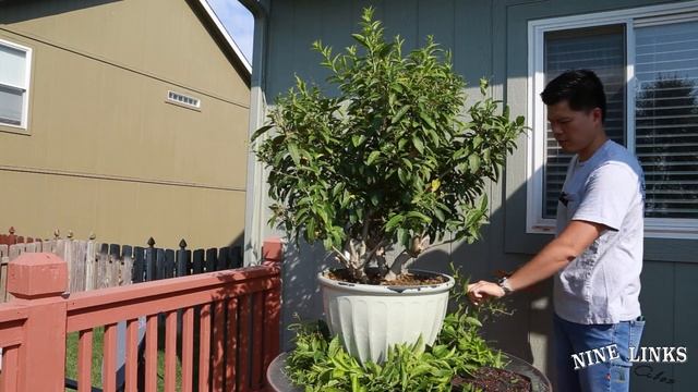 Preparing Cestrum Nocturnum/ Night Blooming Jasmine for Winter. смотреть онлайн