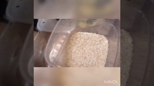 содержание и разведение Аргентинского таракана(Blaptica dubia)