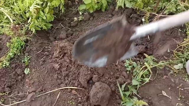 Копаем картошку. смотреть онлайн