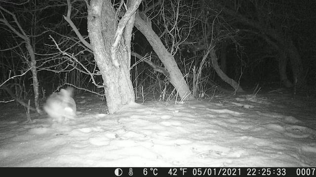 Охота с фотоловушкой . смотреть онлайн