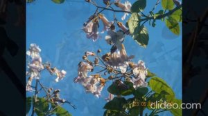 Павловния цветение 2021