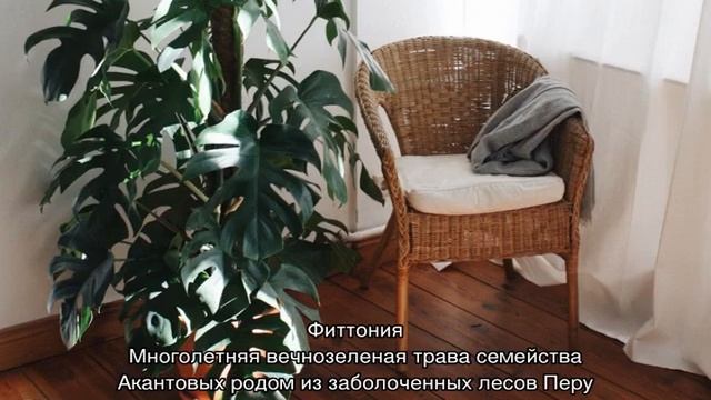 Комнатные растения для темных помещений и комнат смотреть онлайн