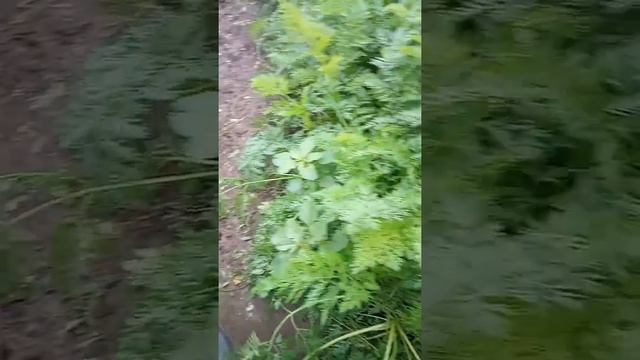 Как бороться с фитофторой. Часть 1. смотреть онлайн