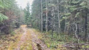 Компас и Поиск западносибирских лаек и Волэндов ‼️ Охота в Ленинградской области.