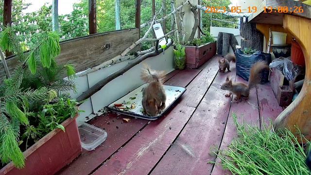 Злая тётя Белка🌱звук бельчат/чувства от обиды до страха смотреть онлайн