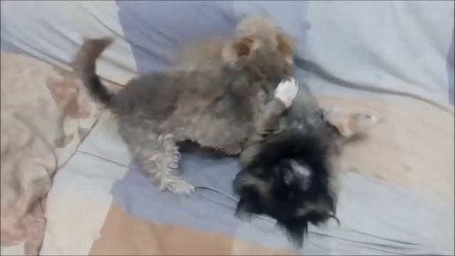 Защекотала