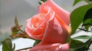 Таня, с днем рождения!