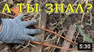 КАК укрыть ВИНОГРАД НА ЗИМУ????