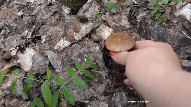 Первые благородные грибы сезона 2020г. Подосиновики. смотреть онлайн