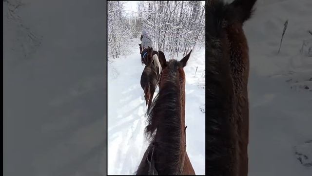 Индия?, любимка ❤?