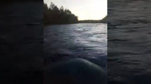 Лодка тайга 290к и мотор гольфстрим 5л.с