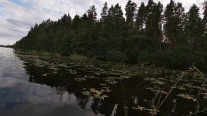 Ловля щуки на лягушку поппер нецепляйку - daiwa d-popper frog / pike finland