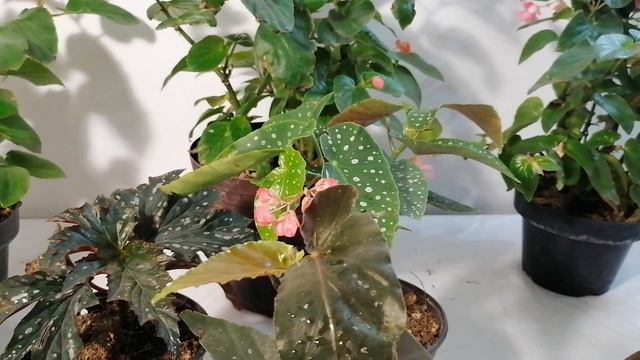 begonias semperflorens cuidados CHUYITO JARDINERO смотреть онлайн
