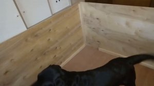 Как построить родильный ящик или загон для щенков недорого