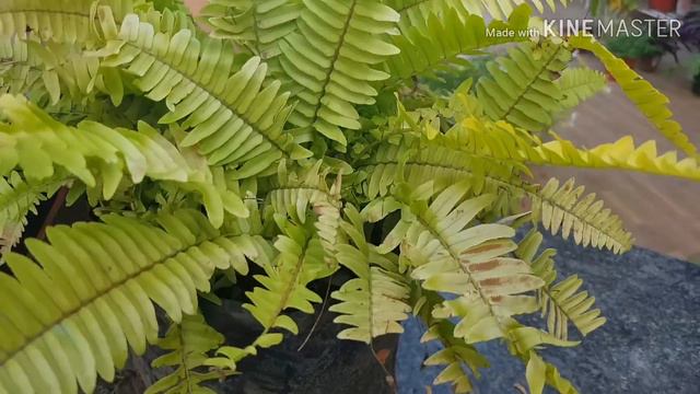 తక్కువ వెలుతురు లో పెరిగే ఇండోర్  మొక్కలు/Best low light indoor plants. #indoorplants #ornamental