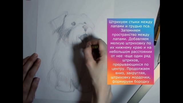 Милые собачки. Рисуем щенка мальтийской болонки