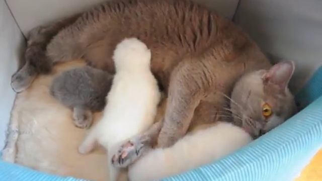 Британские котята блю поинт, голубые, лилак поинт в питомнике British House