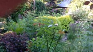 Сад Марины Крячко, июнь 17