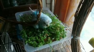 А над землей встает заря