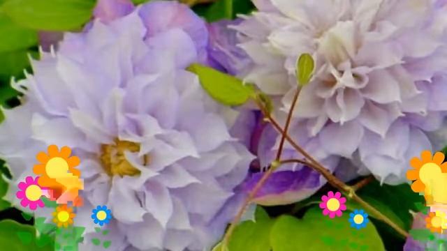 Клематис гибридный Veronica's Choice. Краткий обзор, описание характеристик смотреть онлайн