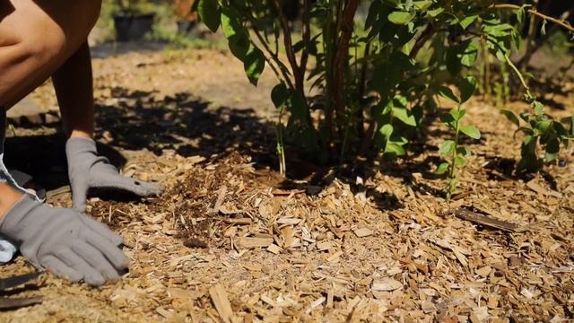 Размножение голубики летом: Что и как нужно сделать, чтобы голубика прижилась?