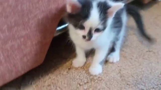 Котята. Милые, маленькие котики)