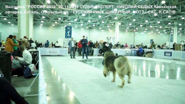 Питомник Кавказских овчарок, Выставка "Россия 02.11.2019" www.r-risk.ru +7(926)220-56-03 Татьяна Я смотреть онлайн