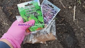КРУТОЙ СПОСОБ ПОСЕВА БАЗИЛИКА В ИЮНЕ! Сажать без прореживания БАЗИЛИК ТАКЖЕ МОЖНО И В ИЮЛЕ