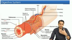 Digestive System (Part 1): GIT Anatomy and Physiology and Digestive Enzymes