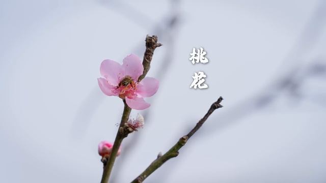 唯鲜花和美食不可辜负【滇西小哥】