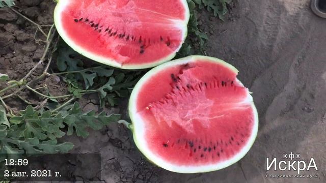 Арбуз Доминант F1 Hollar Seeds 2021 смотреть онлайн