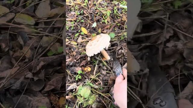 Зонтик краснеющий. Сьедобный вкусный гриб. Сбор 11.11.23 смотреть онлайн