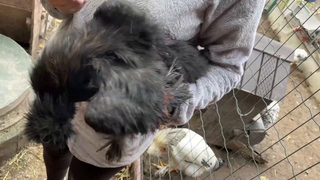 Яйценоскость кур несушек Что надо сделать