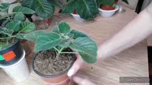 ПОЛИВ ГЛОКСИНИЙ.СРОЧНО.