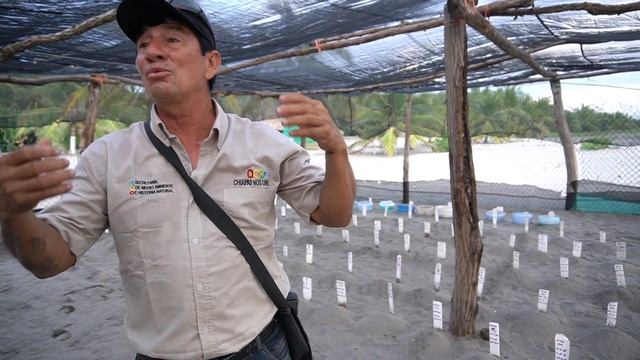 El milagro de la vida en las playas de Chiapas - Defensa de la tortuga marina en Barra de Zacapulco смотреть онлайн
