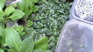 рассада 15.03.2018 г ...1 часть