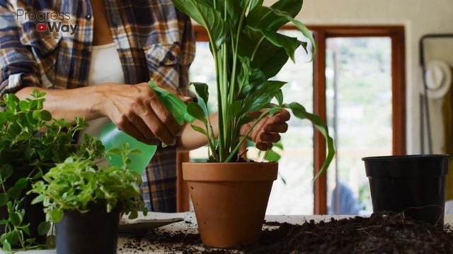1 Таблетка Оживит Комнатные Цветы Пышно Цветут И Растут! 2 Рабочих Метода Помочь Цветам! смотреть онлайн