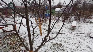 Заготовка черенков для прививки. Способ и сроки хранения . ИМХО.