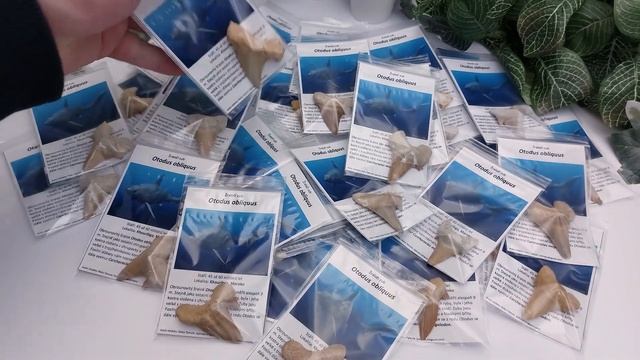 Otodus obliquus (1ks) na kartě s českým popisem смотреть онлайн