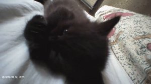 Полностью черный котёнок. Часть 1.