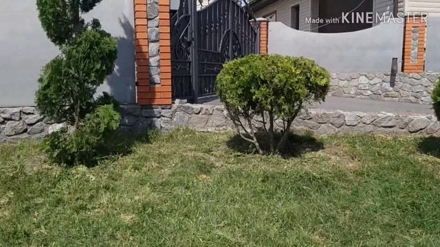 Спирали из туй смотреть онлайн