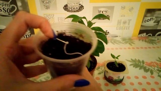 Будущий бонсай из косточки яблока смотреть онлайн