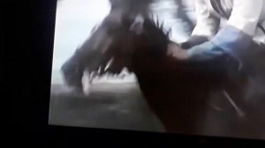 кубанские казаки скачки