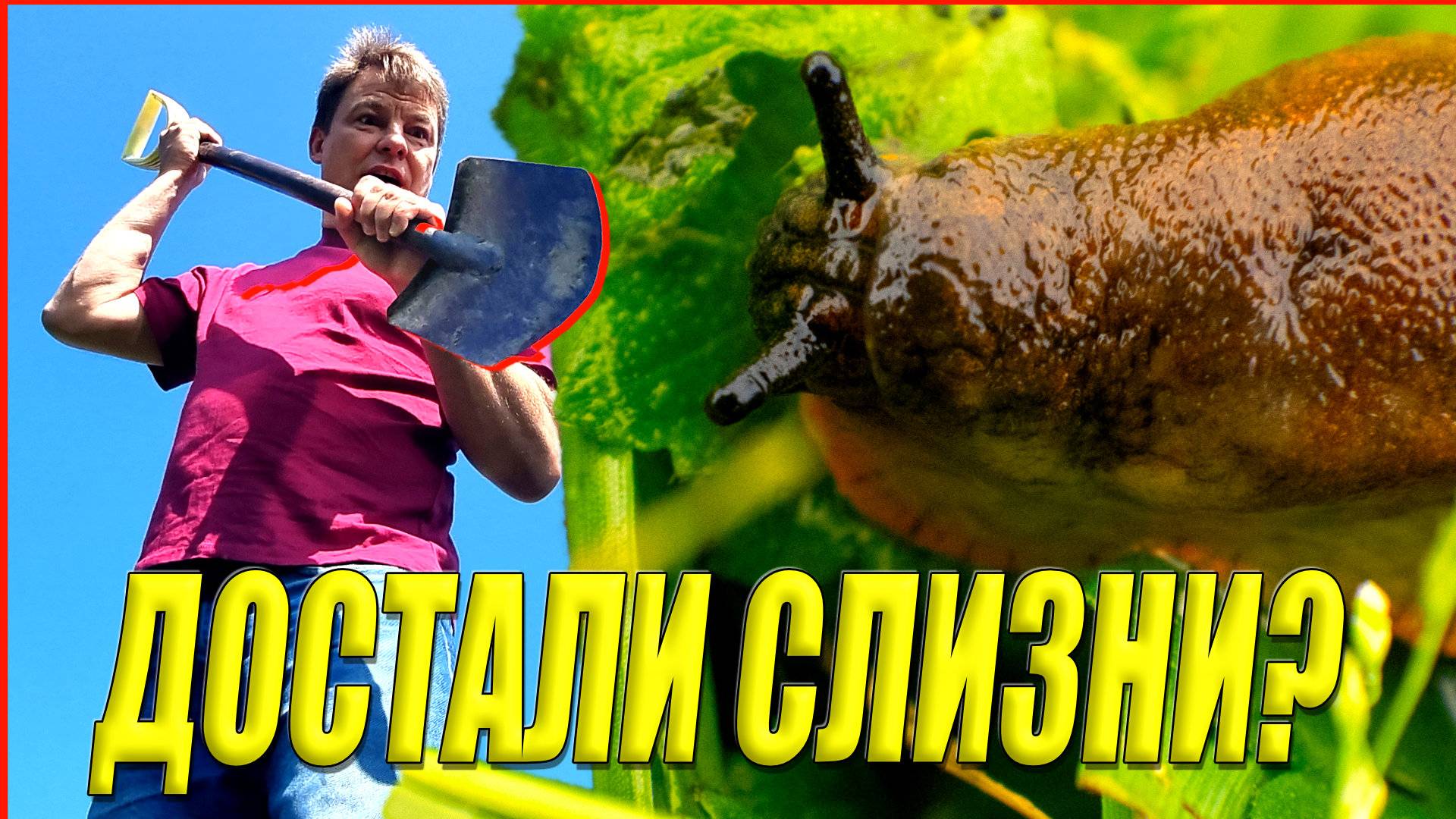 ДОСТАЛИ СЛИЗНИ? Как за копейки извести даже испанских слизней и не отравить все вокруг